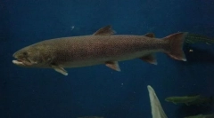 Таймен сахалінський